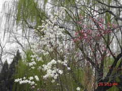 -菖蒲河公园