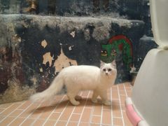 -猫咪博物馆(顶澳仔猫街店)