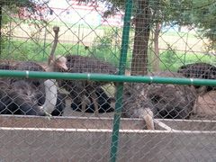 -大连铭湖国际观光牧场