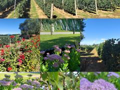 -北京张裕爱斐堡酒庄