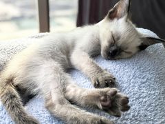 -欣宠猫屋·矮脚拿破仑·蓝金金渐层