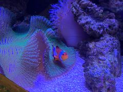 -迪拜水族馆及水下动物园