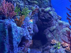 -上海海洋水族馆