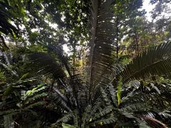 -深圳仙湖植物园