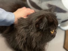 -喵园·猫主题咖啡厅·撸猫·猫咖(国贸店)