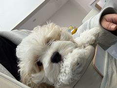 -瑞派康怡24h宠物医院·犬猫医疗中心·微创绝育(瑞景分院)