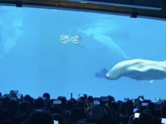 -海合安成都极地海洋公园