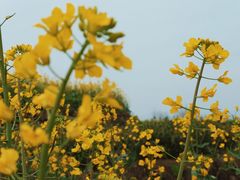 -桑洲油菜花景区