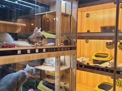 -欣宠猫屋·矮脚拿破仑·蓝金金渐层