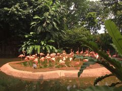 -新加坡飞禽公园