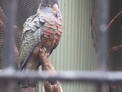 -费瑟代尔野生动物园