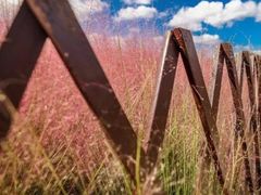 -羊亭河湿地公园