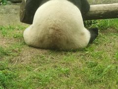 -沈阳森林动物园