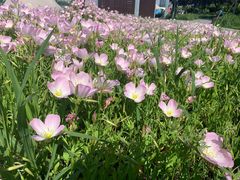 -西山漾湿地公园