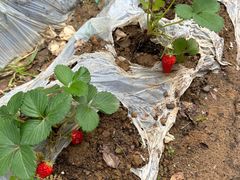 -黑皮酸菜鱼(三山街店)