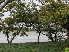 -大湾区中央湿地公园