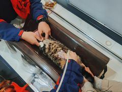 -伟伟宠物医院·CT影像中心·瑞派犬猫综合性门诊(汉口总院)
