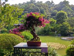 -云溪植物园