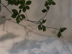 -Fridi Patisserie Cafe