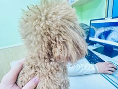 -瑞鹏宠物医院犬猫全科(真大分院)