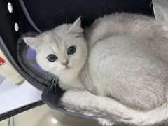 -瑞派康怡24h宠物医院·犬猫医疗中心·微创绝育(瑞景分院)