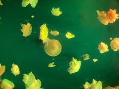 -太平洋海底世界