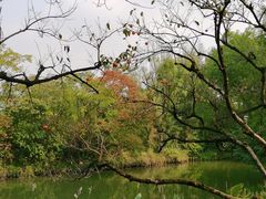 -西溪国家湿地公园