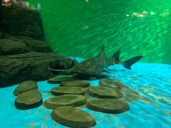 -上海海洋水族馆