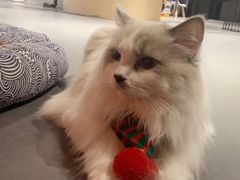 -有猫咖啡umeow coffee