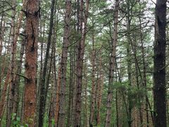 -帽儿山国家森林公园