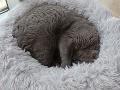 -Catmate·猫肥家润(金润铂宫店)