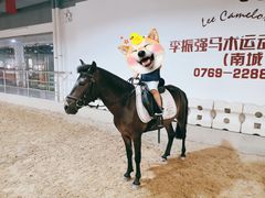 -李振强马术运动推广中心(南城店)