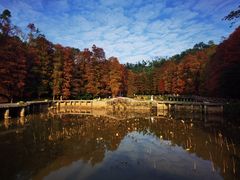-深圳仙湖植物园