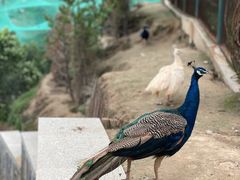 -青藏高原野生动物园