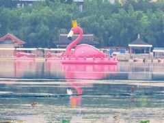 -莲花池公园