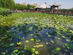 -莲花池公园
