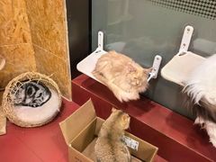 -和它·交个朋友·狗咖猫咖(爱琴海店)