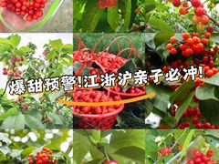 -苏州太湖西山岛开心农场