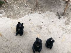 -哈尔滨北方森林动物园