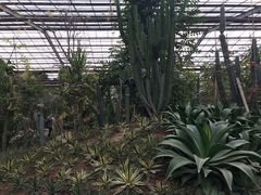 -北京呀路古热带植物园