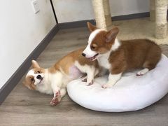 -浣熊柯尔鸭土拨鼠·电玩咖
