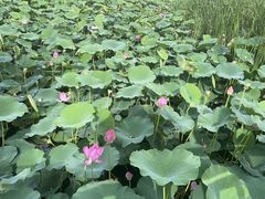 -羊亭河湿地公园