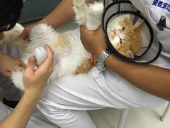 -中农大我爱我爱24h动物医院·中医针灸·猫专科·骨科医疗中心(双井店)