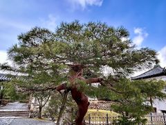 -天龙寺
