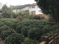 -西湖茶墅