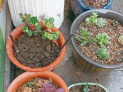 -椰荟四季音乐主题餐厅(大芬店)