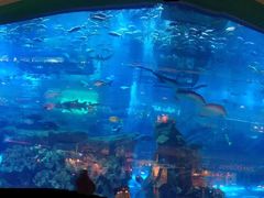 -迪拜水族馆及水下动物园