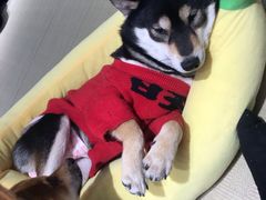 -逗柴咖啡屋·狗咖猫咖宠物桌游