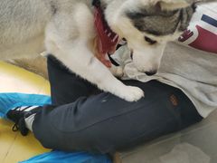 -Husky Go! 哈士奇体验馆·宠物咖啡厅狗咖