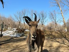 -北京野生动物园